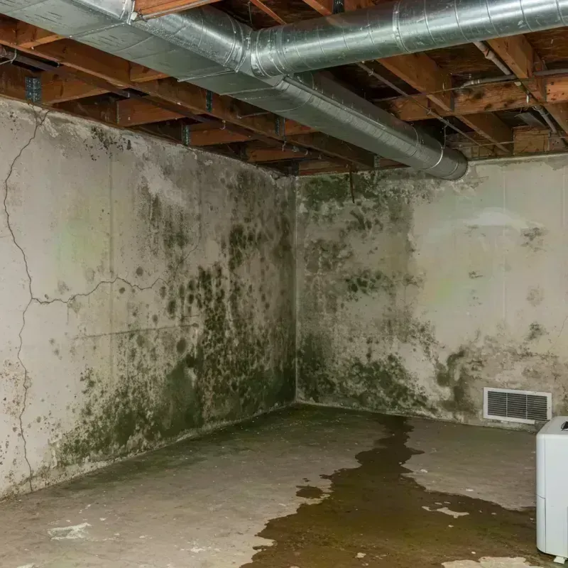 Professional Mold Removal in Wildwood, MO